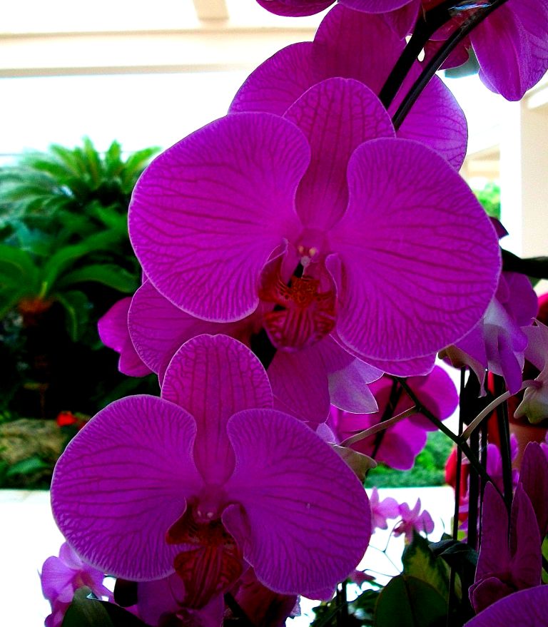 Orchids of okinawa
